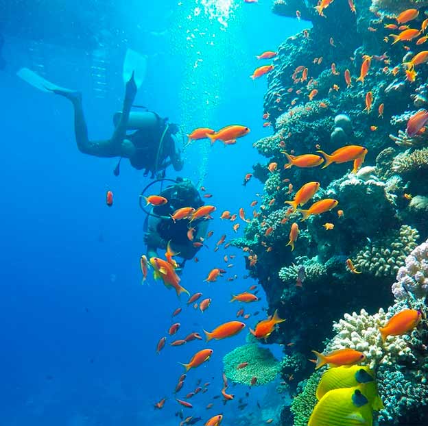 dajving i snorkling